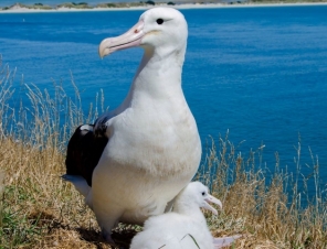 Albatross and chick